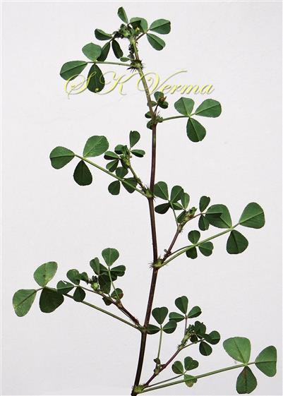  Branch with leaves (Abaxial view)